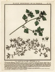 Pé de ganso fedorento, Chenopodium vulvaria.