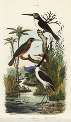 Cegonha, Jabiru mycteria, ariramba-de-cauda-ruiva, Galbula ruficauda, e ariramba-de-três-dedos, Jacamaralcyon tridactyla