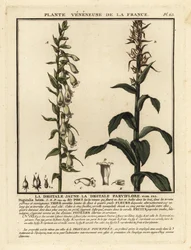 Dedaleira de palha, Digitalis lutea.