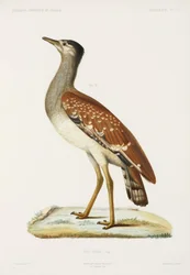 Abetarda do Sudão, Argélia