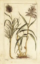 Cana-de-açúcar, fábrica de açúcar.