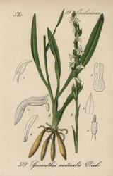 Spiranthes de verão - Spiranthes aestivalis. Litografia colorida à mão da Flora alemã (Flora von Deutschland) de Diederich von Schlechtendal, Jena