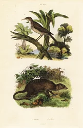 Sunbird and meerkat,1834-1839 (gravura)