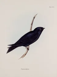 Andorinha ou martin, América do Sul, c 1832-1836