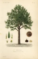 Castanha doce, Castanea sativa, Castanea vesca, Chataignier