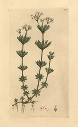 Galium odoratum (Asperula odorata) (gaillet odorant) Gravura a água-forte colorida, em chapa de cobre, após desenho de James Sowerby para o livro English Botany de James Smith