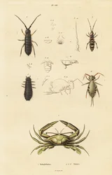 Caranguejo nadador e cauda de mola.