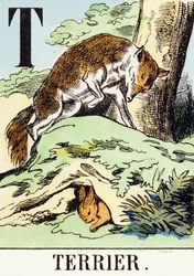 T : Terrier - O Alfabeto de Caça, c.1890 (gravura)