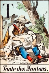 Tonte des moutons - "Alfabeto da fazenda" final do século XIX (gravura)