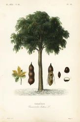 Tamarindo, Tamarindus indica, Tamarinier