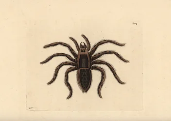 Aranha-lobo da Tarântula, Lycosa tarantula (Aranha da Tarântula, Aranea tarantula). Ilustração desenhada e gravada por Richard Polydore Nodder. Gravura em chapa de cobre colorida à mão de George Shaw e Frederick Nodder, The Naturalist