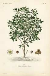 Árvore ou planta do chá, Camellia sinensis, Thea sinensis, a