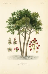 Terebinto ou terebintina, Pistacia terebinthus, Terebinthe