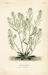 Thale cress, mouse-ear cress ou arabidopsis, Arabidopsis thaliana, Arabis thaliana, Arabette rameuse
