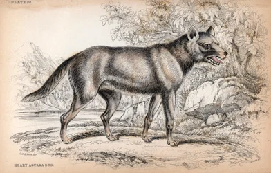 A Raposa Chenu ou Raposa do Brasil, Lycalopex vetulus - Litografia do Coronel Charles Hamilton Smith para ilustrar a Naturalist