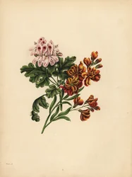 O Gerânio de Helen, Preferência; A Flor de Parede do Jardim, Fidelidade na infelicidade