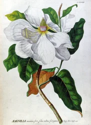 A Magnólia