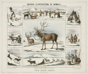 "The Rein Deer", c 1845