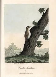 O trepador dos bosques. Gravura em cobre colorido de George Graves, em British Ornithology