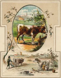 A vaca. Gravação em "Mon premier Grand Alphabet". Bernardin-Bechet Edition, Paris, cerca de 1890. Ilustrações de A. des Lilleuls. Sem página, 46 páginas. Dim: 31x22cm .