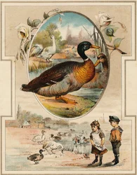 O pato. Gravação em "Mon premier Grand Alphabet". Bernardin-Bechet Edition, Paris, cerca de 1890. Ilustrações de A. des Lilleuls. Sem página, 46 páginas. Dim: 31x22cm .