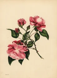 A sempre exuberante Rose, Beleza sempre nova