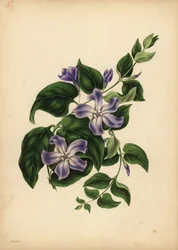 O grande Periwinkle azul, Vinca major, Os prazeres da memória