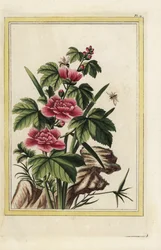 A árvore roxa tem flores encarnadas. Malva-rosa, Hibiscus syriacus. Gravura colorida à mão de Pierre Joseph Buchoz "Preciosa e iluminada coleção das mais belas e curiosas flores, cultivadas tanto nos jardins da China como nos da Europa,