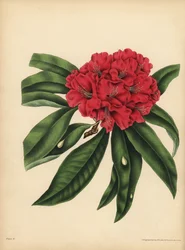 A árvore de flor vermelha Rhododendron, Perigo