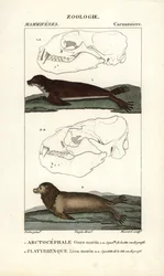 O urso-marinho ou foca-do-norte (arctocephale) e o leão-marinho ou lobo-marinho (platyrhynque) - Eau forte de Jean Gabriel Pretre (1780-1845), gravado por Carnonkel, para o dicionário de ciências naturais: mamíferos de Frederic Cuvier, editado por Pierre J