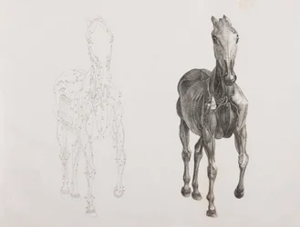 Terceira camada dissecada de um cavalo, vista frontal