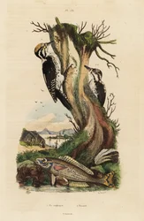 Pica-pau de três dedos, Picoides tridactylus 1, e picarel, Spicara smaris 2. Pica-pau tridactylus, picarel