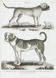 Três tipos de cão