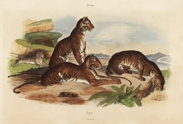 Tigres, Panthera tigris, em perigo