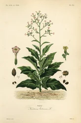 Planta de tabaco, Nicotiana tabacum, Tabac