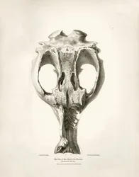 Toxodon Crane, um animal pré-histórico encontrado por Charles Darwin perto de Montevideo, Uruguai, durante a sua viagem de exploração a bordo do Beagle. The Zoology of the voyage of H.M.S. Beagle under the command of Captain Fitzroy during the years 1832 t