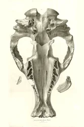 Toxodon Crane, um animal pré-histórico encontrado por Charles Darwin perto de Montevideo, Uruguai, durante a sua viagem de exploração a bordo do Beagle. The Zoology of the voyage of H.M.S. Beagle under the command of Captain Fitzroy during the years 1832 t