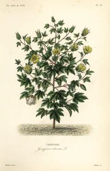 Algodão em árvore, Gossypium arboreum, Cotoninier