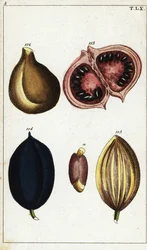 Frutas tropicais e frutos secos.
