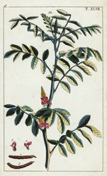 Verdadeiro índigo, Indigofera tinctoria.