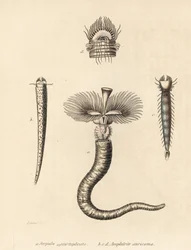 Tubeworm, Serpula vermicularis (Serpula contortuplicata), e fanworm, Amphictene auricoma (Amphitrite auricoma). Litografia colorida à mão por Gebhart a partir de uma ilustração de Zehner da Galeria de História Natural de Georg Friedrich Treitschke, Naturhi