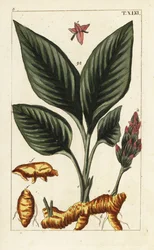 Cúrcuma, Curcuma longa.
