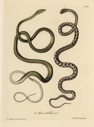 Duas cobras do Suriname: A serpente verde (Ahaetulla mycterizans) e a serpente-liga xadrez, Thamnophis marcianus. A serpente verde do Suriname, Coluber mycterizans, uma serpente branca elegantemente manchada de preto num chicharro. Cobra-verde do Suriname