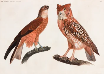 Duas ilustrações a cores de aves