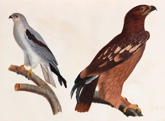 Duas ilustrações a cores de aves