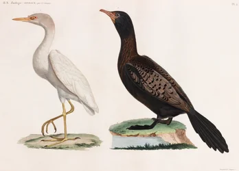 Duas ilustrações a cores de aves