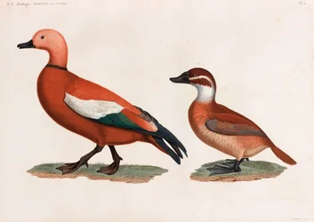 Duas ilustrações a cores de patos