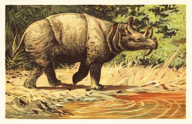 Uintatherium anceps, mamífero herbívoro extinto do Eocénico.1908 (litografia)