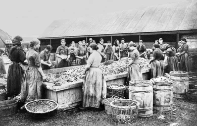 Reino Unido : Women Gutting Herrings. Aberdeen, c1880