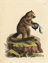 Espécie desconhecida de lémure-arbusto ou lémure-rato (lémure-minuto, Lemur minutus). Ilustração desenhada e gravada por Richard Polydore Nodder. Gravura em chapa de cobre colorida à mão da obra de George Shaw e Frederick Nodder, The Naturalist